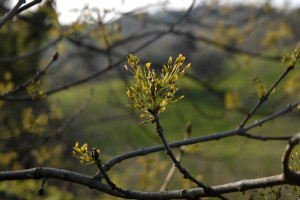 CEA centro educazione ambientale l'arboreto germoglio