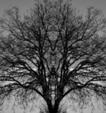 Alberi