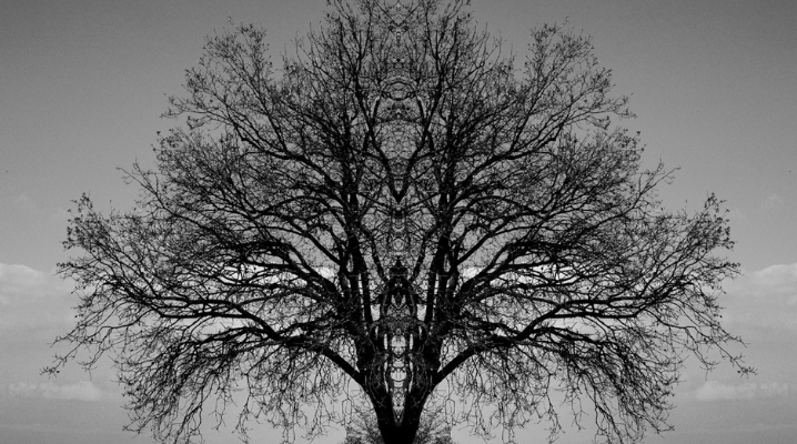 Alberi